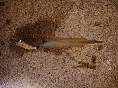 今期最高でした